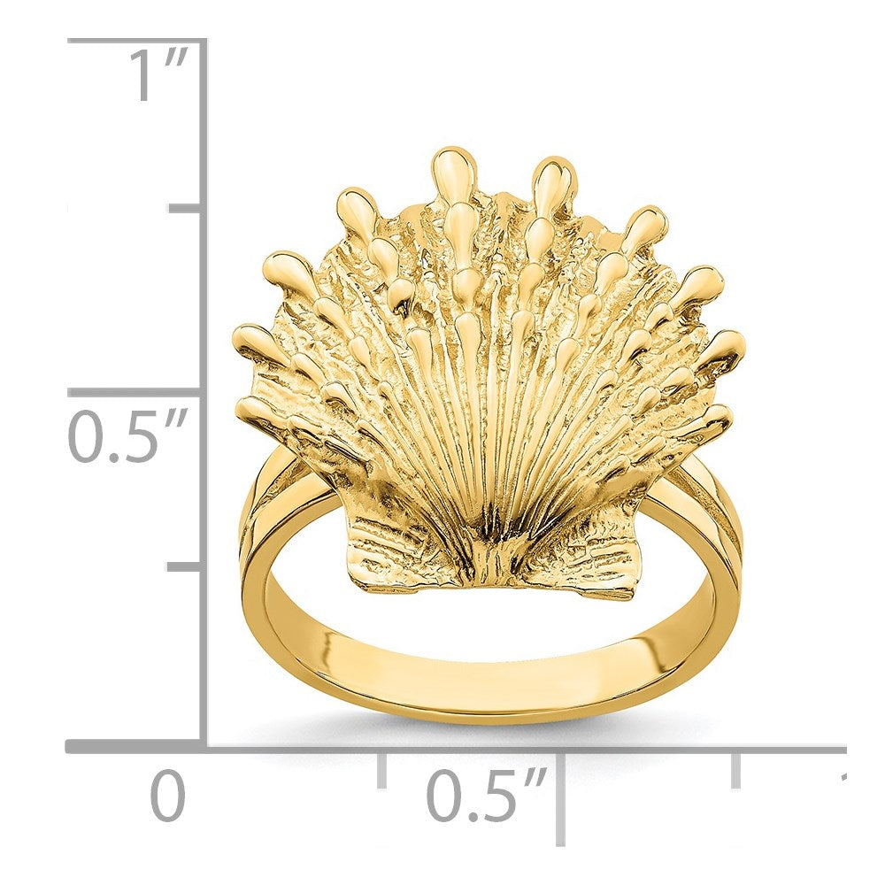 14K Yellow Gold Lion's Paw Shell Ring